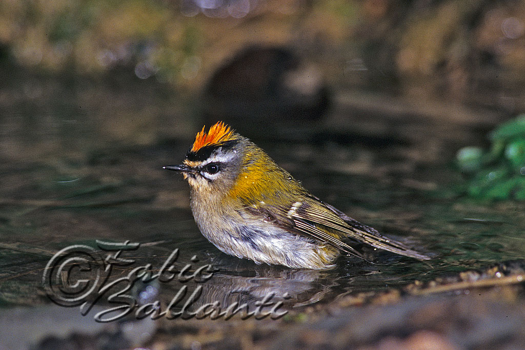 foto vecchie foto nuove aquila di mare fiorrancino ecc